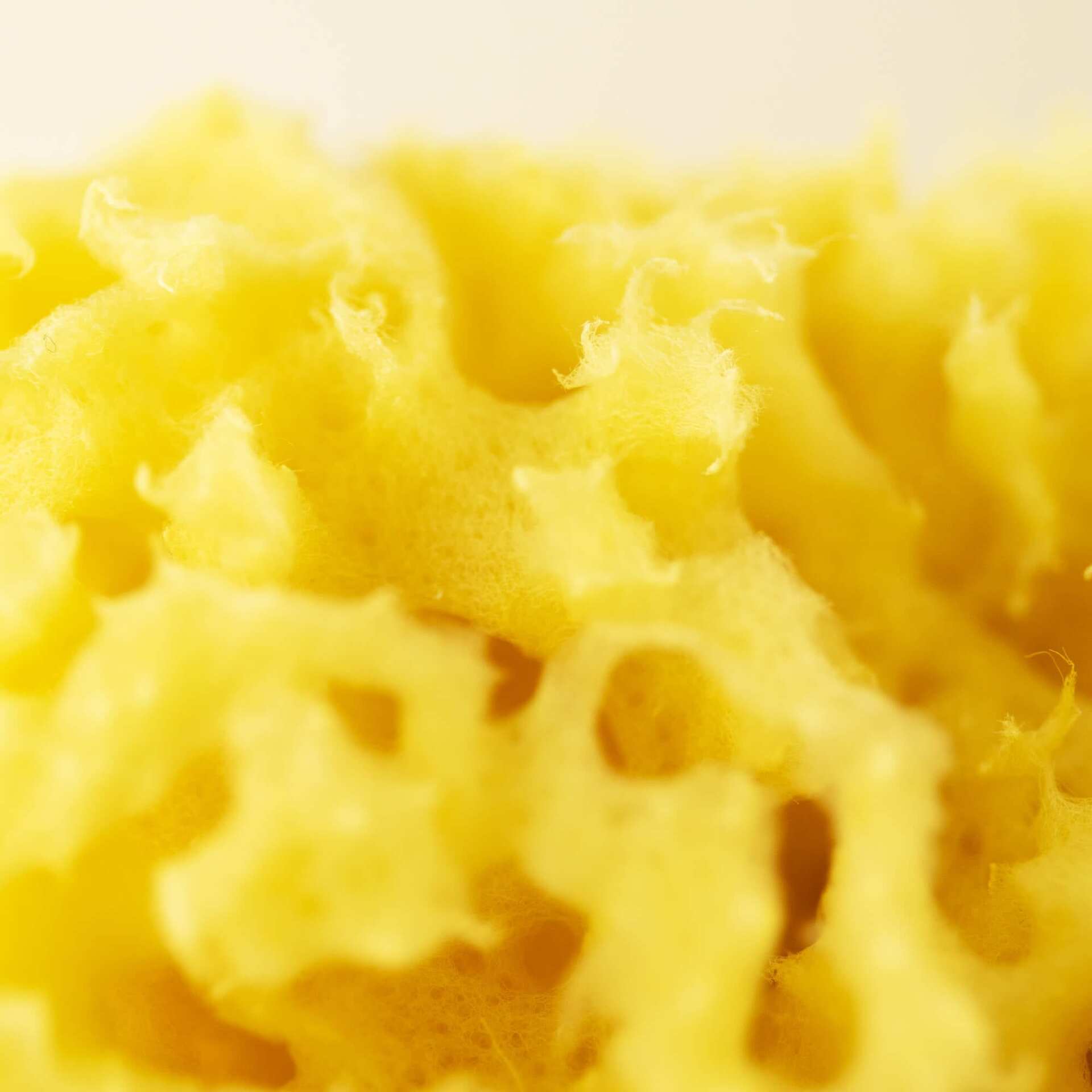 Badesvamp fra middelhavet Closeup