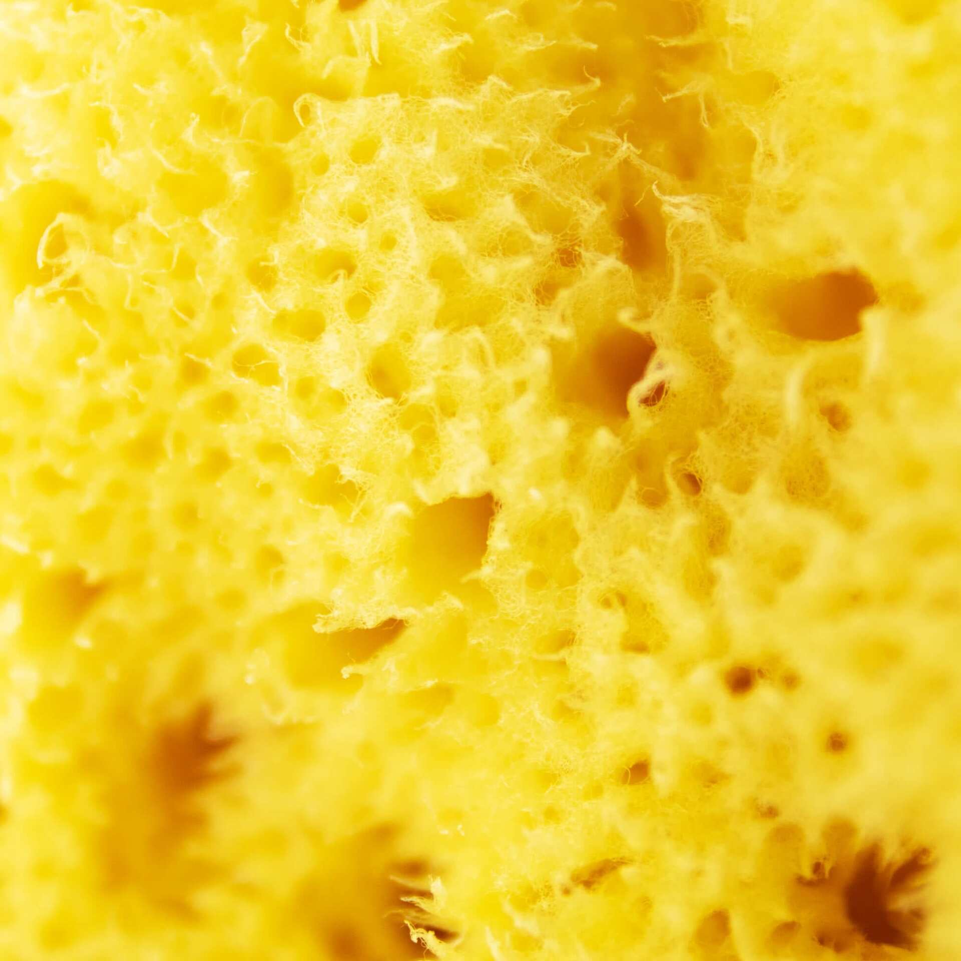 Silkesvamp fra Middelhavet closeup