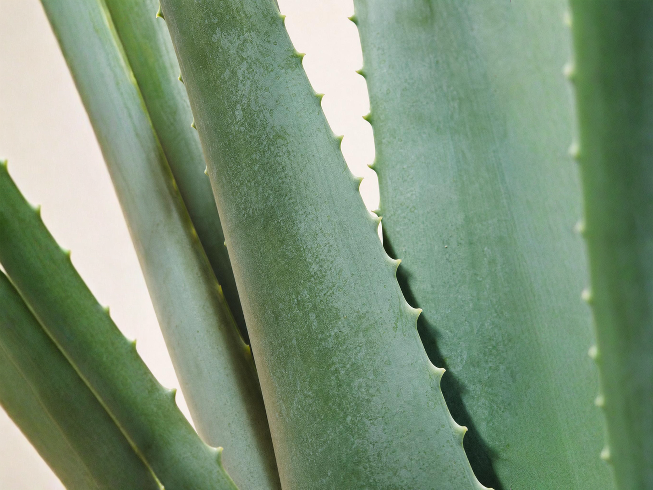 Tykke blågrønne aloe vera-blade med takket bladrand