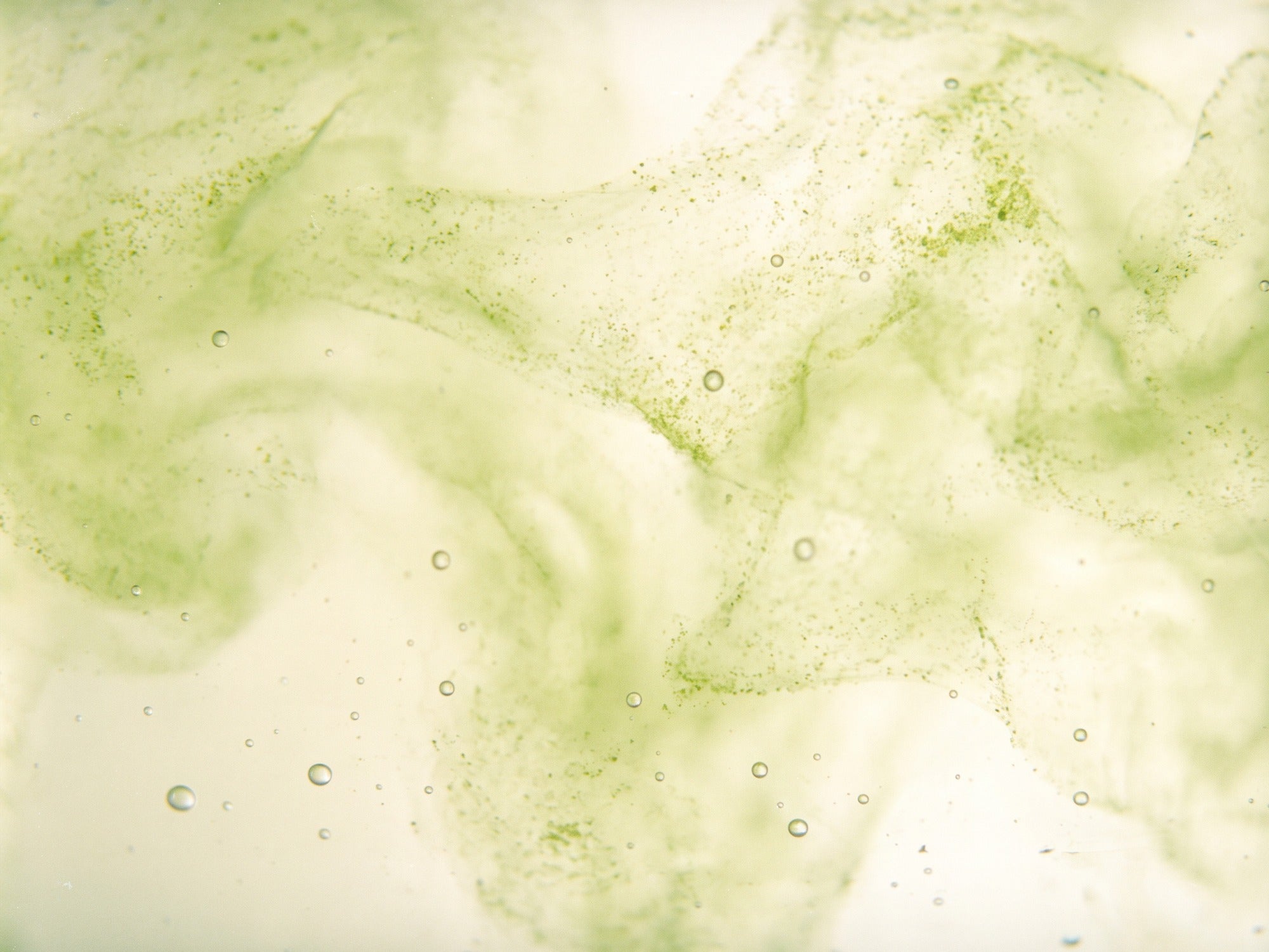 Grøn Chlorella-mikroalge opslæmmet i vand
