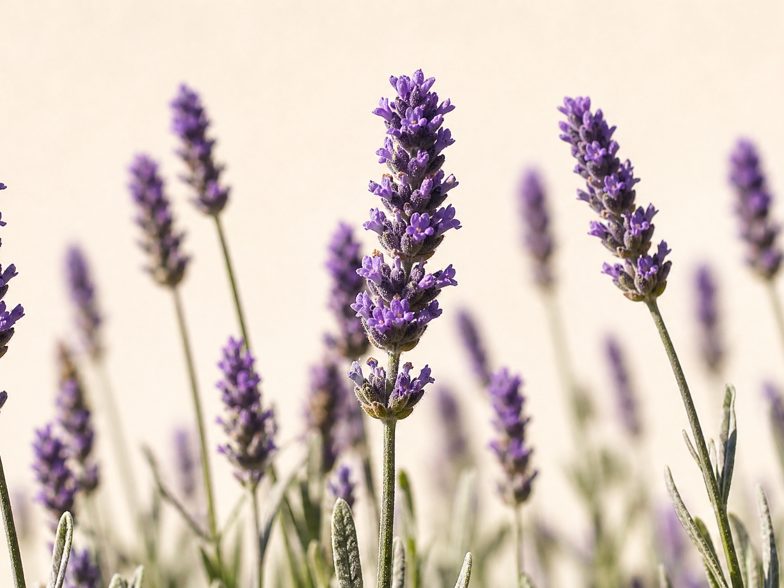 Lavendelplanter med violette blomsteraks, der står op mod cremefarvet bund