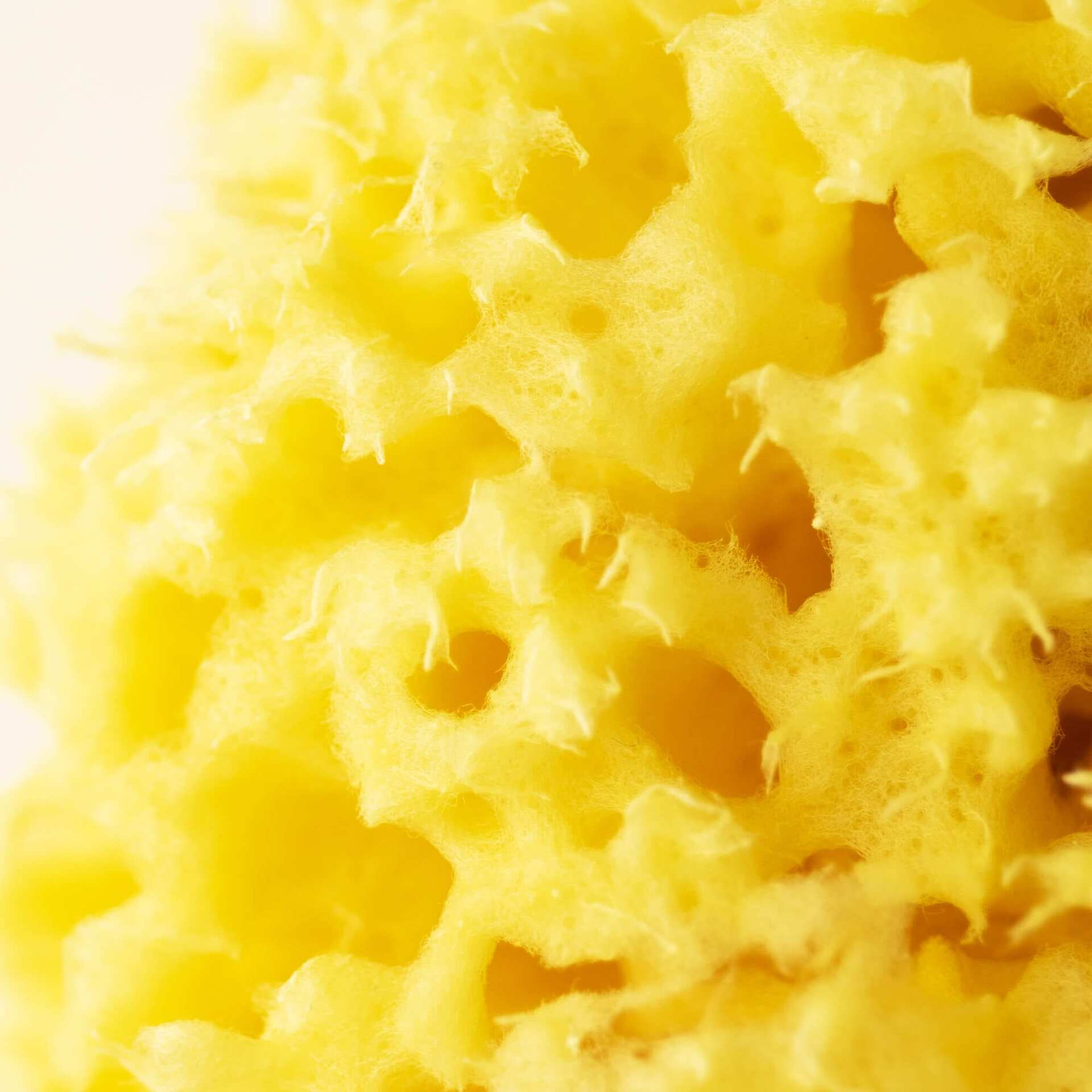 Badesvamp fra middelhavet Closeup