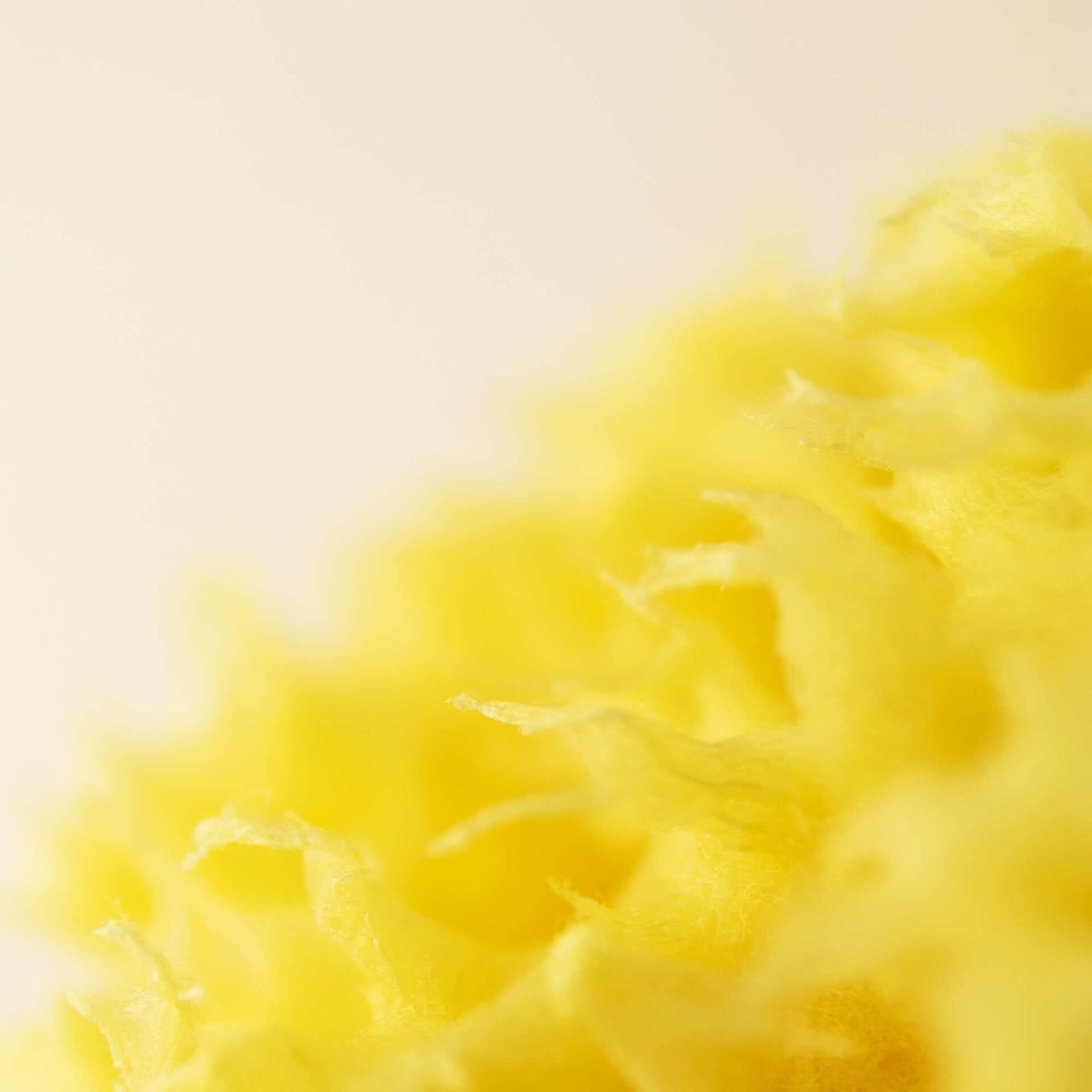 Badesvamp fra middelhavet Closeup