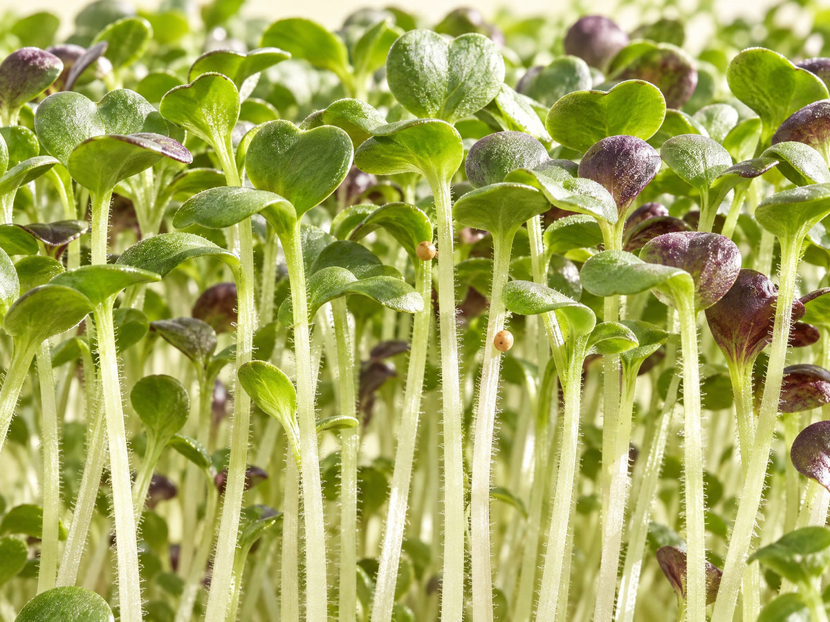 Tæt bed af sennepsspirer med tynde lyse stilke og små runde grønne kimblade