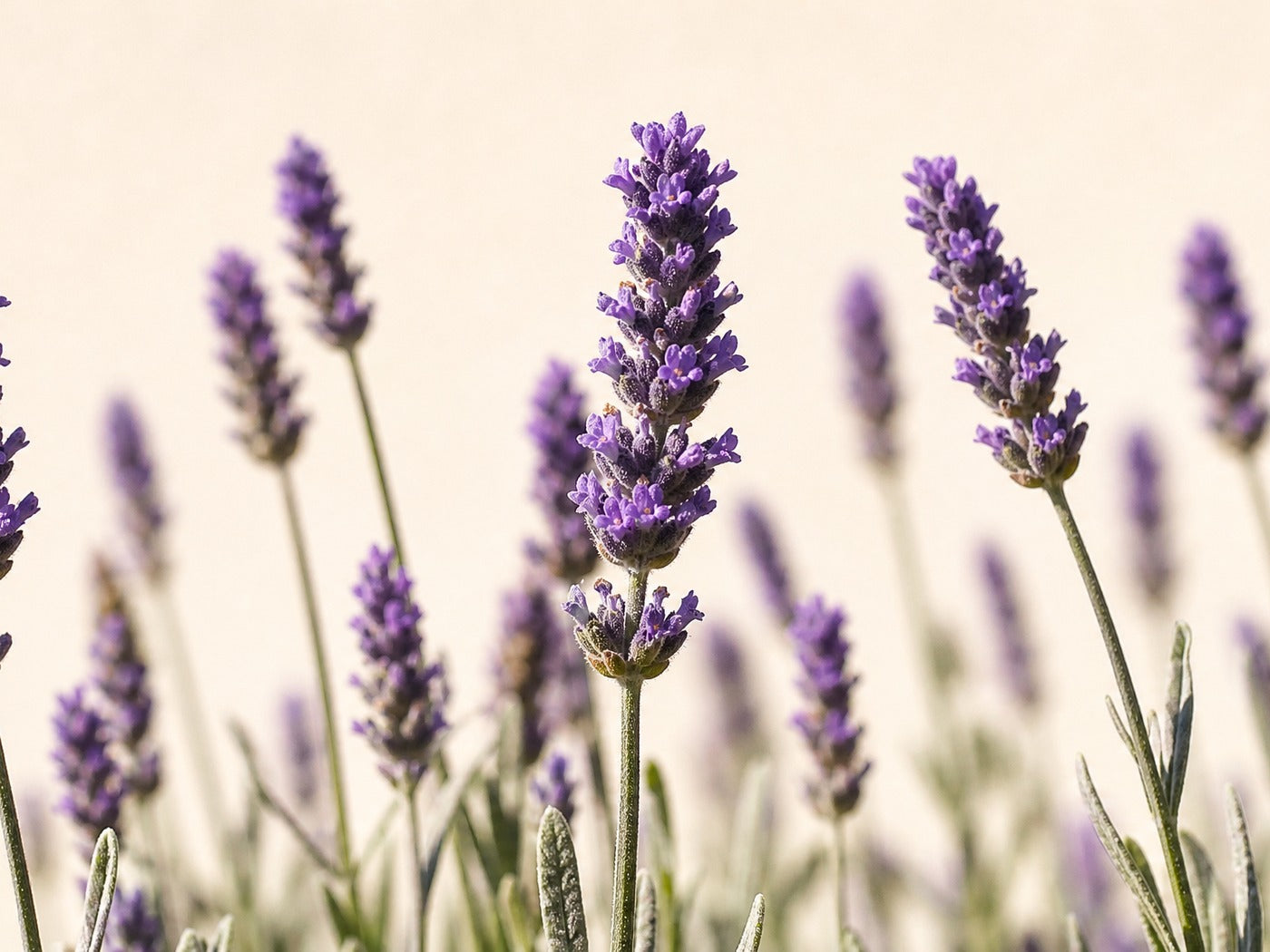 Lavendelplanter med violette blomsteraks, der står op mod cremefarvet bund
