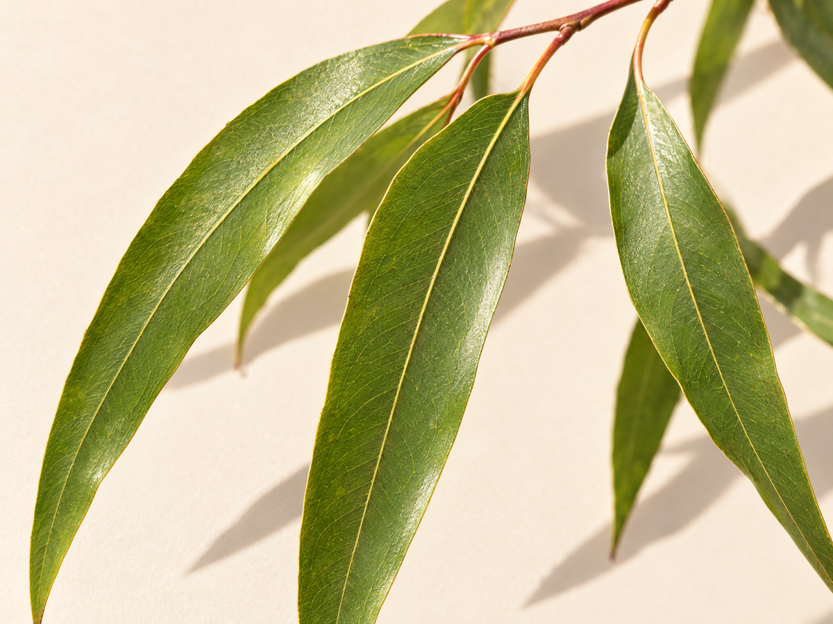 Gren af citroneukalyptus med lange, smalle grønne blade