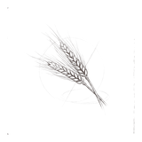 Hvedeprotein