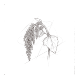Quinoaprotein